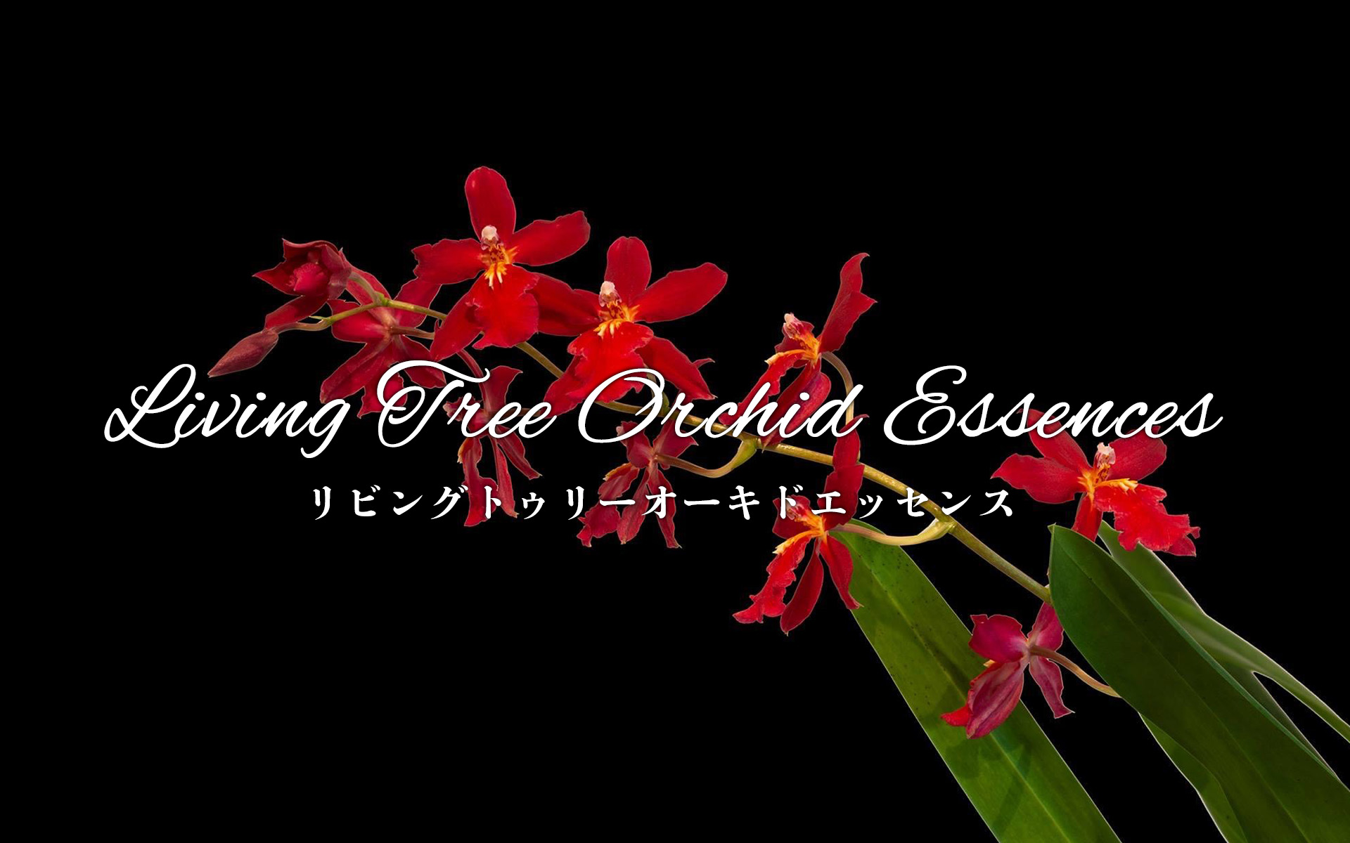Living Tree Orchid Essences | リビングトゥリーオーキッドエッセンス 